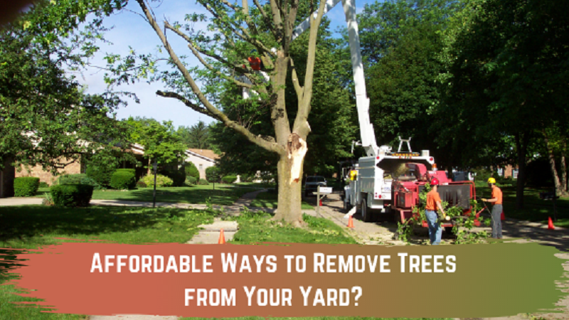 ways to remove tree from yard