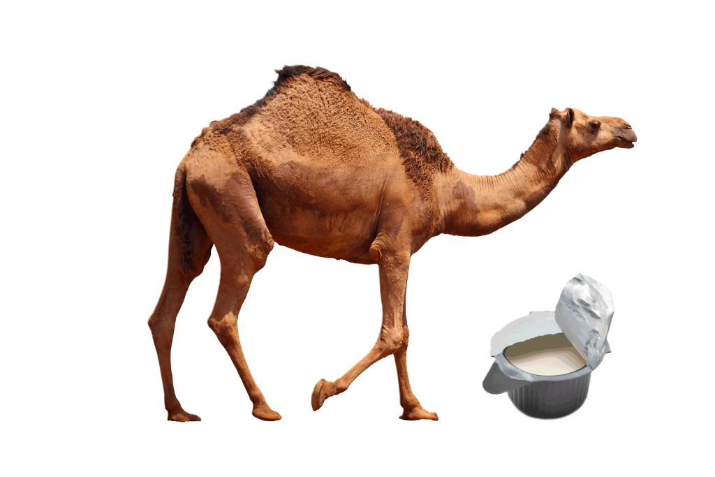 top 5 benefits of camel milk